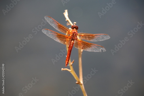 Flame Skimmer Dragonfly 5 © MitchCoxPhoto