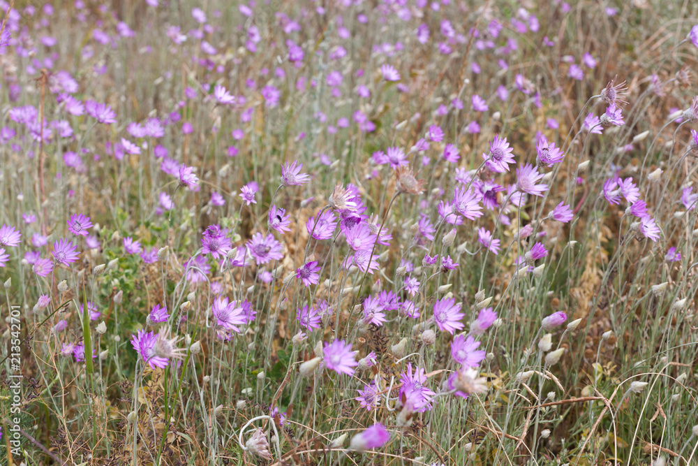 Naklejka premium Field of purple pink flowers on the hillside Summer season