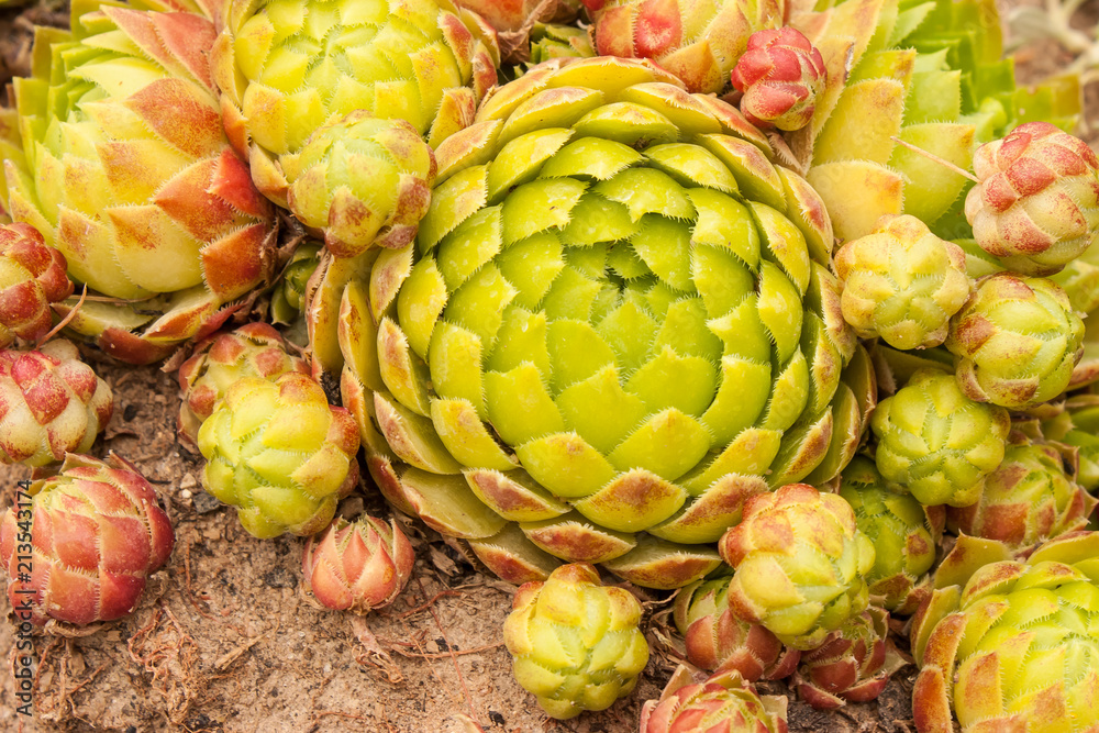 Fototapeta premium Close up jovibarba sobolifera hens und chicks . Photo format Horizontal