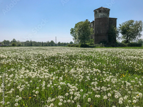 Dandelion field on flower