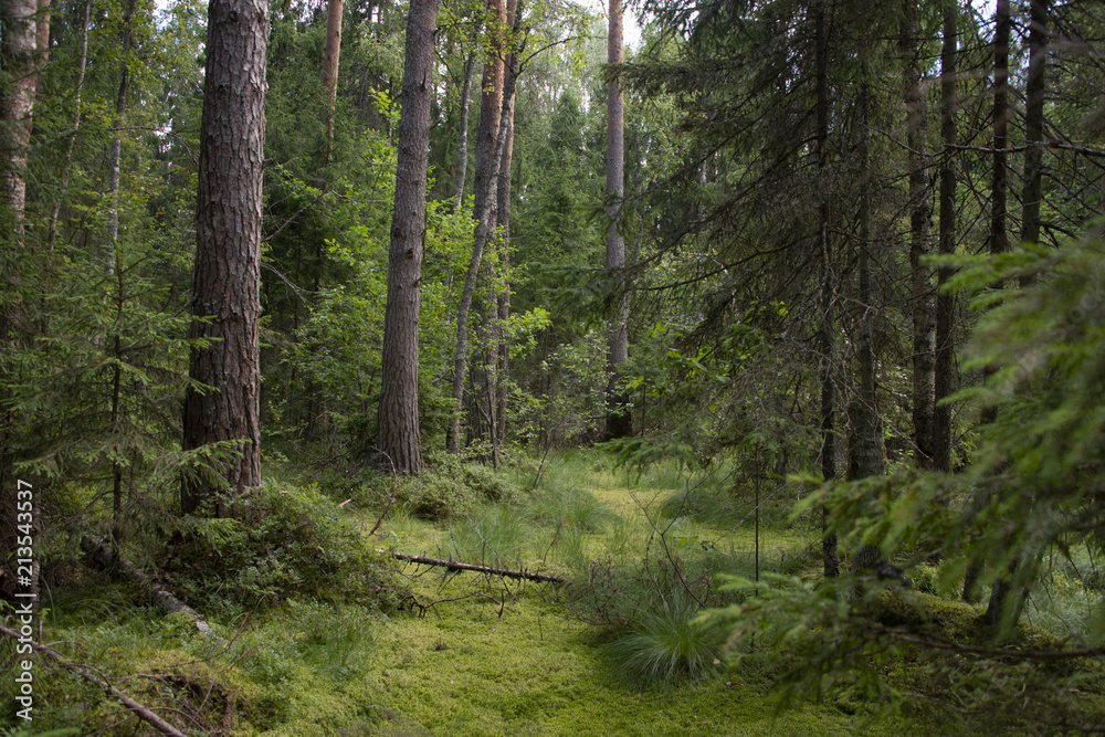 Fototapeta premium Krajobraz naturalny - przyroda w słoneczny dzień