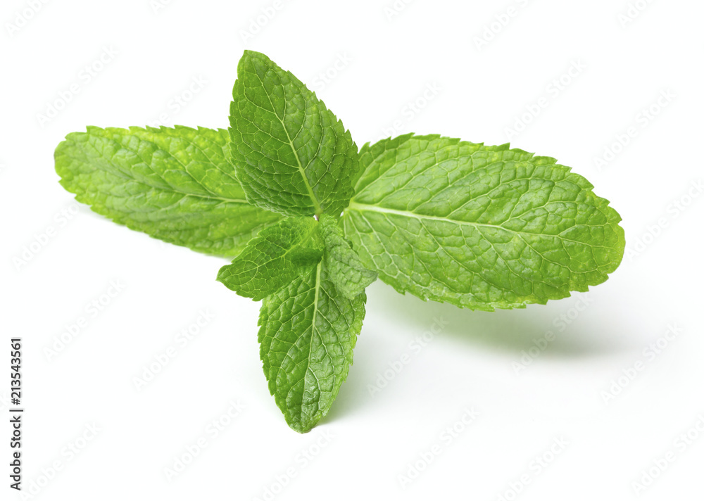 green mint leaf isolated on white background green mint leaf isolated on white background