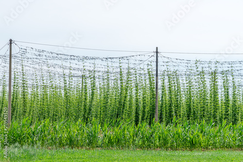 Hopfen, Hopfenfeld, Hopfenanbau photo