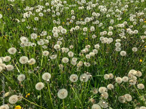 Dandelion field on flower