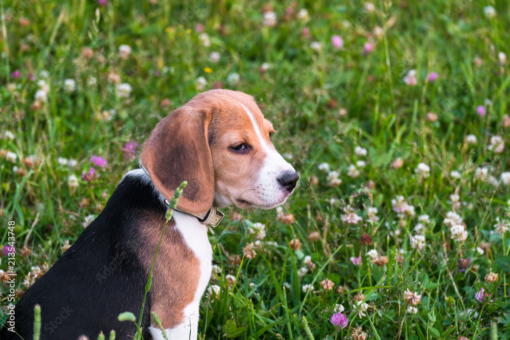 Portrait of a smart puppy, looking into the distance attentively. Beagle puppy on a walk in a serene summer evening.