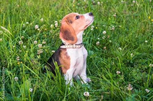 Portrait of a tricolored Beagle. Smart brown-eyed puppy with a mild pleading look on a flowering lawn.