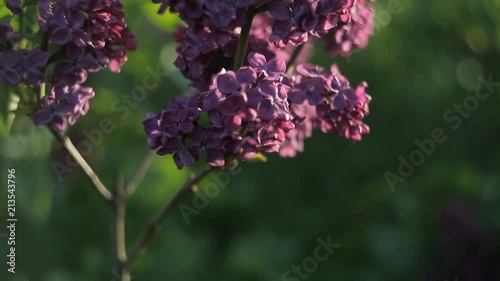 Branches of trees with beautiful lilac flowers swing in the wind on a warm summer day in the garden.Nature photo
