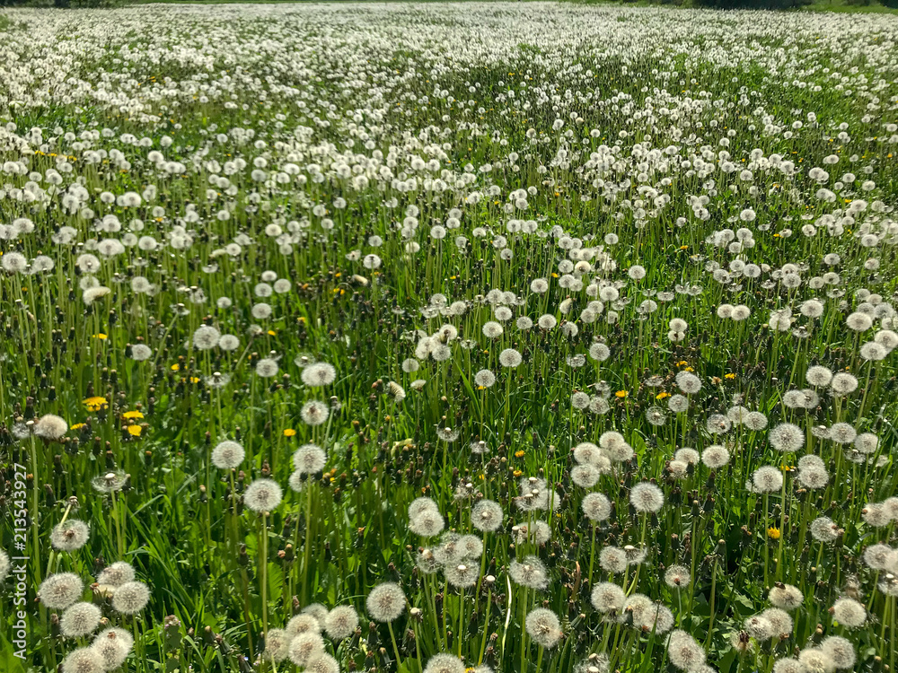 Fototapeta premium Dandelion field on flower
