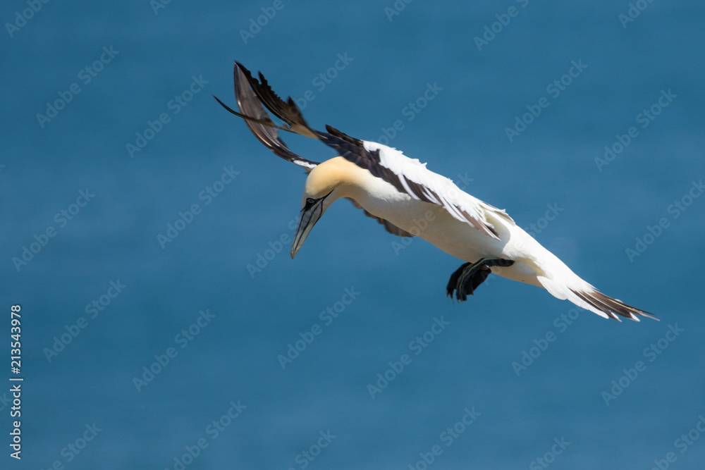 Obraz premium Gannets at Bempton Cliffs