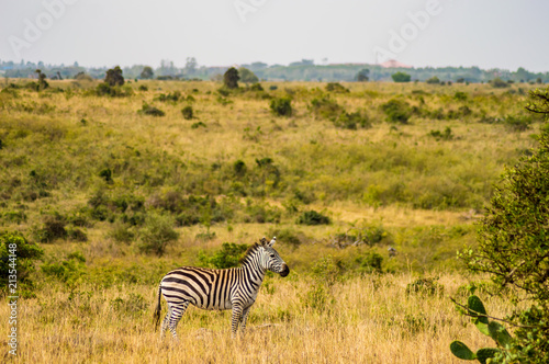 Isolated zebra in the savannah countryside of Nairobi Park