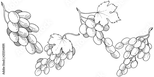 Grape healthy food in a vector style isolated. Full name of the fruit: grape. Vector wild fruit for background, texture, wrapper pattern or menu.