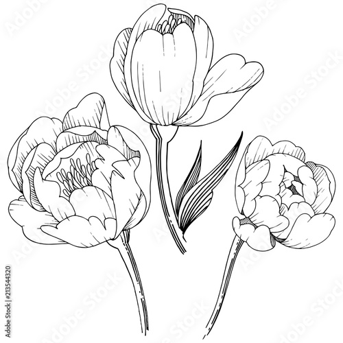 Wildflower peony in a vector style isolated. Full name of the plant: peony. Vector flower for background, texture, wrapper pattern, frame or border.