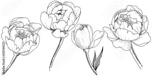 Wildflower peony in a vector style isolated. Full name of the plant: peony. Vector flower for background, texture, wrapper pattern, frame or border.