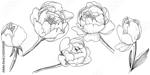 Wildflower peony in a vector style isolated. Full name of the plant: peony. Vector flower for background, texture, wrapper pattern, frame or border.