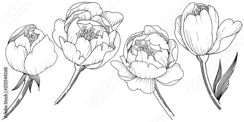 Wildflower peony in a vector style isolated. Full name of the plant: peony. Vector flower for background, texture, wrapper pattern, frame or border.