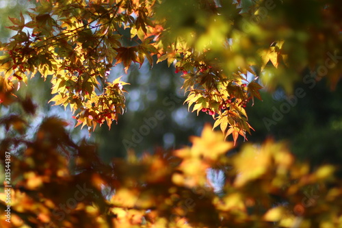 arbre couleur d'automne