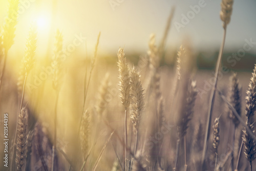 Wheat field Ears of golden wheat close up. Rural scenery under shining sunlight. Background of the ripening ears of the wheat field. (agriculture, agronomy, industry concept)