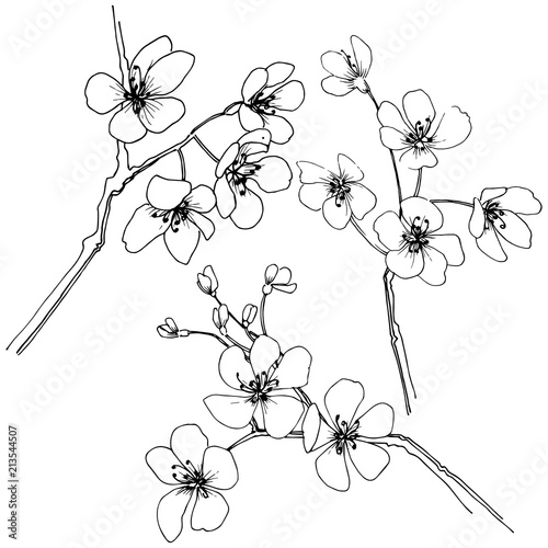 Sakura in a vector style isolated. Full name of the plant: sakura. Vector flower for background, texture, wrapper pattern, frame or border.