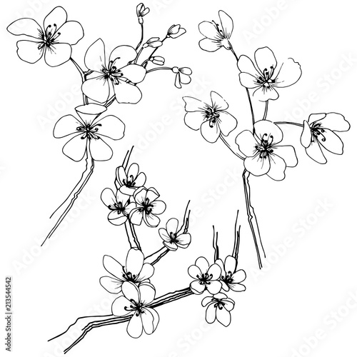 Sakura in a vector style isolated. Full name of the plant: sakura. Vector flower for background, texture, wrapper pattern, frame or border.