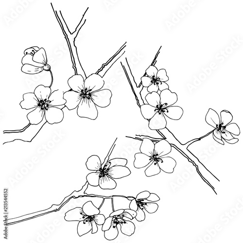 Sakura in a vector style isolated. Full name of the plant: sakura. Vector flower for background, texture, wrapper pattern, frame or border.