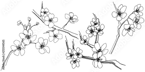 Sakura in a vector style isolated. Full name of the plant: sakura. Vector flower for background, texture, wrapper pattern, frame or border.