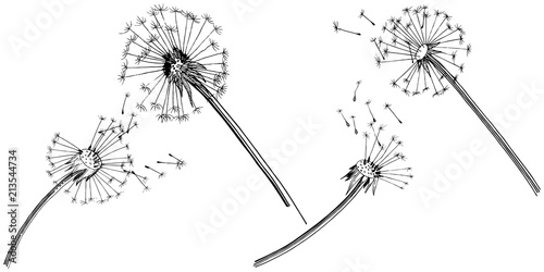 Fototapeta Naklejka Na Ścianę i Meble -  Wildflower dandelion  in a vector style isolated. Full name of the plant: dandelion. Vector flower for background, texture, wrapper pattern, frame or border.