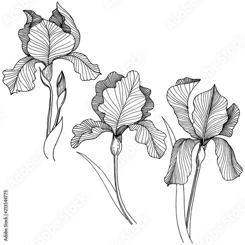 Irises flower in a vector style isolated. Full name of the plant: irises. Vector flower for background, texture, wrapper pattern, frame or border.