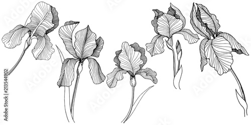 Irises flower in a vector style isolated. Full name of the plant: irises. Vector flower for background, texture, wrapper pattern, frame or border.