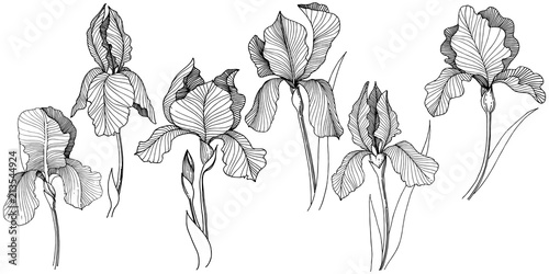 Irises flower in a vector style isolated. Full name of the plant: irises. Vector flower for background, texture, wrapper pattern, frame or border.