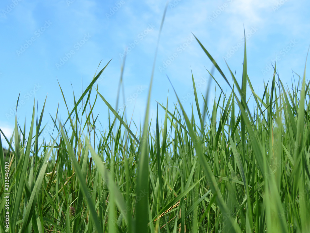 Green grass and blue sky, selective focus. Green nature background Green grass and blue sky, selective focus. Green nature background