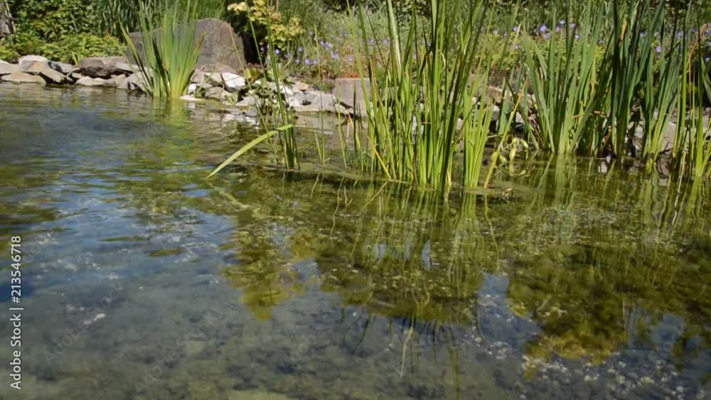 scenery with shallow water and seaweed in a garden pond scenery with shallow water and seaweed in a garden pond