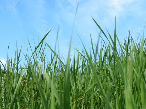 Green grass and blue sky, selective focus. Green nature background