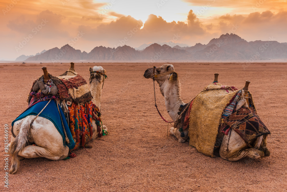 Fototapeta premium Dwa wielbłądy są na pustyni Synaj, Sharm el Sheikh, Półwysep Synaj, Egipt. Pomarańczowy piękny zmierzch nad góry