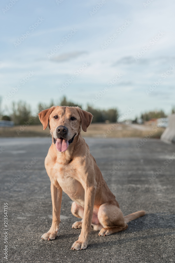 Golden Retreiver Labrador Mix Mutt Sitting Alone On Bridge Waiting in the Country Golden Retreiver Labrador Mix Mutt Sitting Alone On Bridge Waiting in the Country