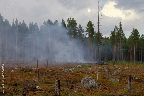 Forest fire