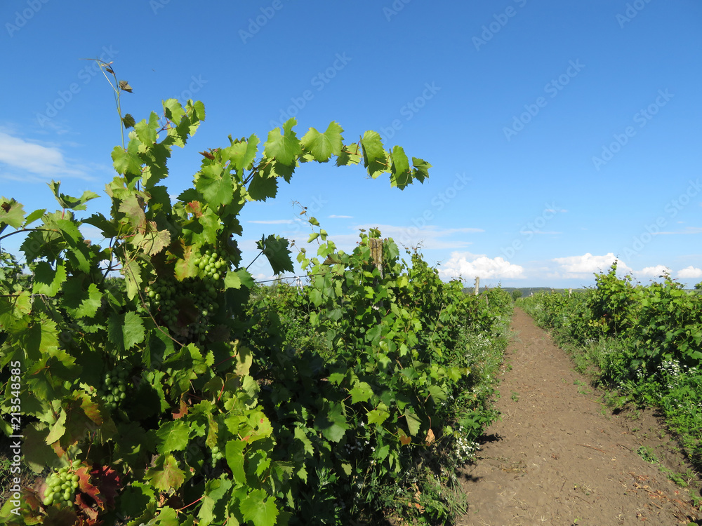 Green vineyard and blue sky in summer. Ripening bunches of white grapes, winemaking concept