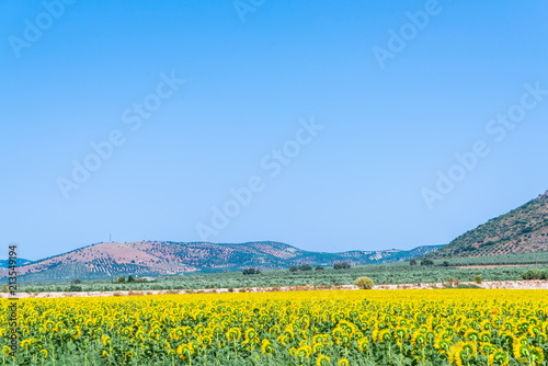 The flowers of a sunflower on a field full of flowers, beautiful yellow plants