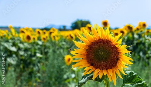 The flowers of a sunflower on a field full of flowers  beautiful yellow plants