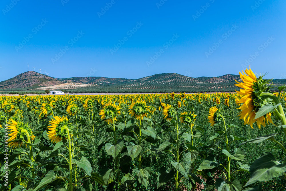 The flowers of a sunflower on a field full of flowers, beautiful yellow plants