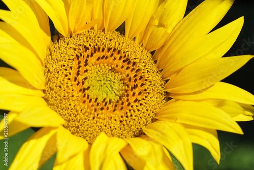 Close-up of sun flower against
