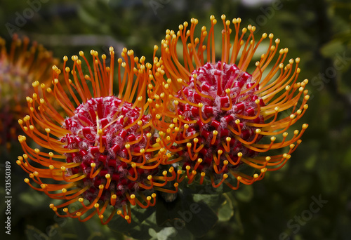 Pincushion flowers