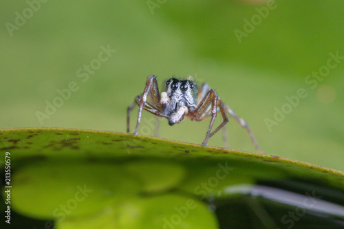A jumping spider in nature background.macro spider,eyes focus. © alohapatty