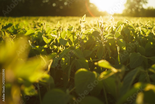 field of soybeans at sunset