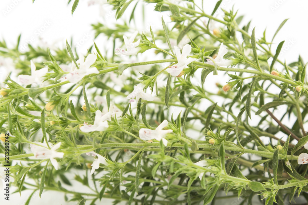 Summer Savory , Satureja Hortensis, on White Background Summer Savory , Satureja Hortensis, on White Background