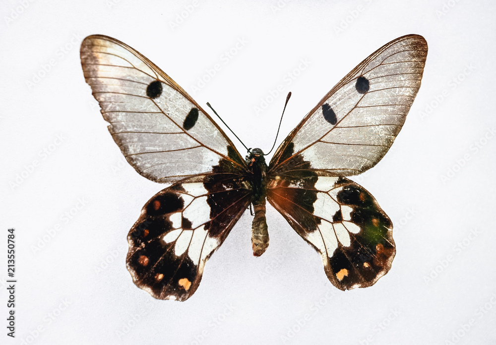 Obraz premium Zamknij się na Cressida cressida - Clearwing Swallowtail motyl na białym tle