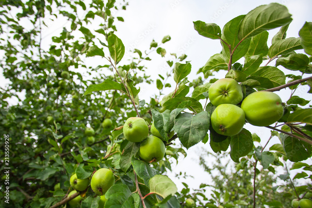 green young apples on a branch