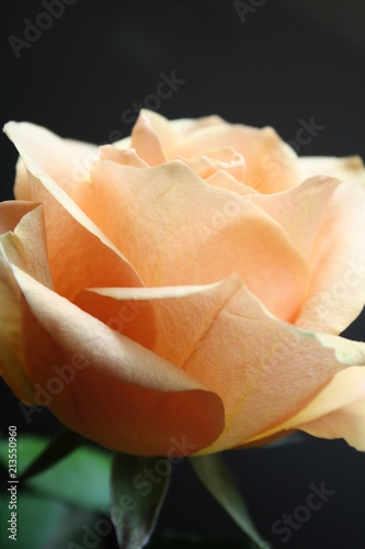 Peach rose 3