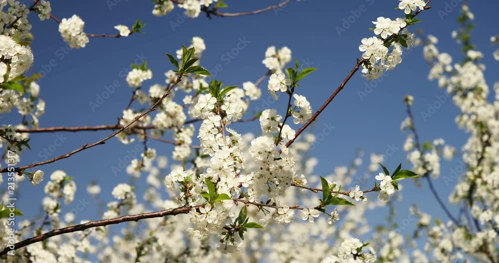 Blooming fruit tree on early spring Blooming fruit tree on early spring
