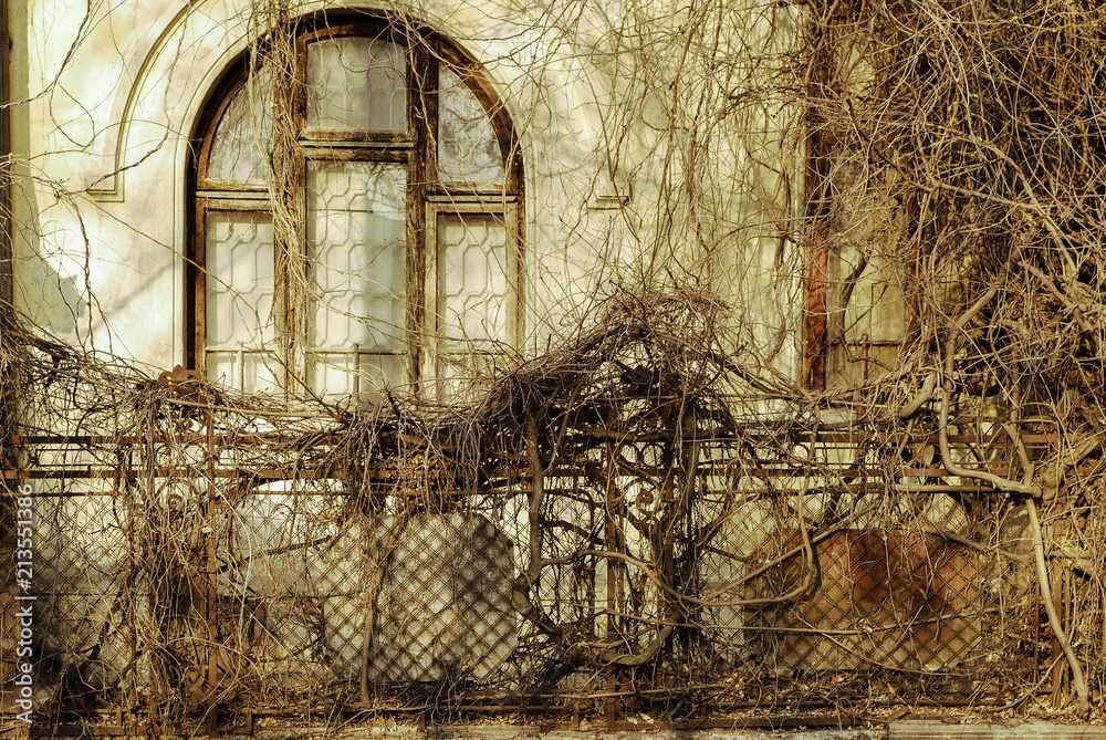 Φωτογραφία Haunted house/Old house exterior and metal fence with intertwined ivy all over on a late winter afternoon