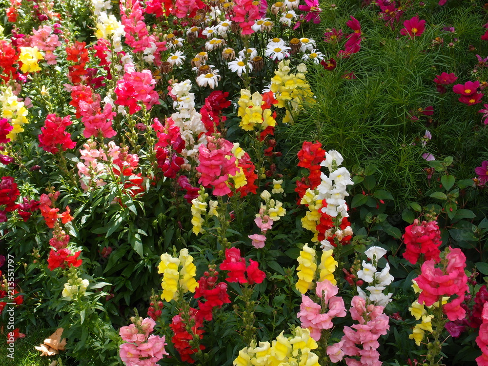Bright colorful summer flowers 